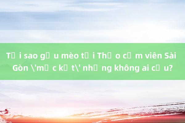 Tại sao gấu mèo tại Thảo cầm viên Sài Gòn 'mắc kẹt' nhưng không ai cứu?